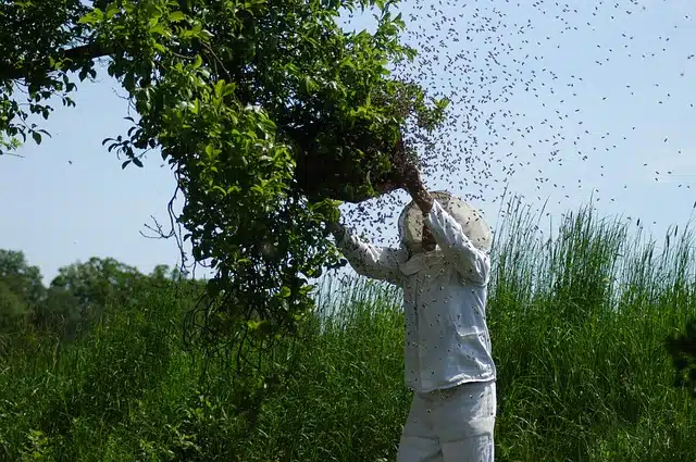 Apiculteur qui récupère un essaim d'abeilles