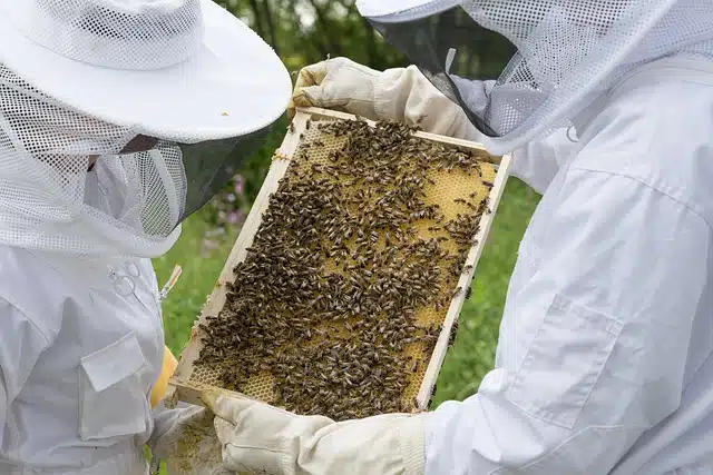 Apiculteurs qui observent les abeilles sur un rayon