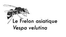 frelon asiatique Vespa velutina