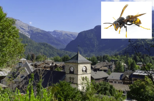 Annuaire des entreprises guêpes et frelons en Haute-Savoie 74