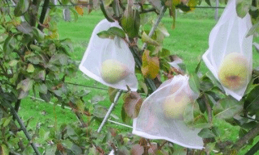 L'ensachage des fruits permet de les protéger des guêpes et frelons jusqu'à la récolte