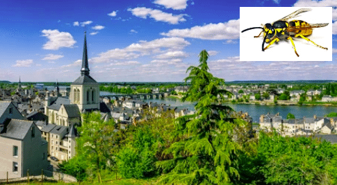 Liste des entreprises guêpes et frelons du 49, Maine-et-Loire