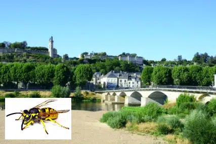 Les entreprises de destruction des nids de guêpes et de frelons en Indre-et-Loire 37