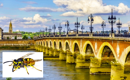 Entreprise de désinsectisation guêpes et frelons en Gironde (33). L'annuaire guêpes frelons