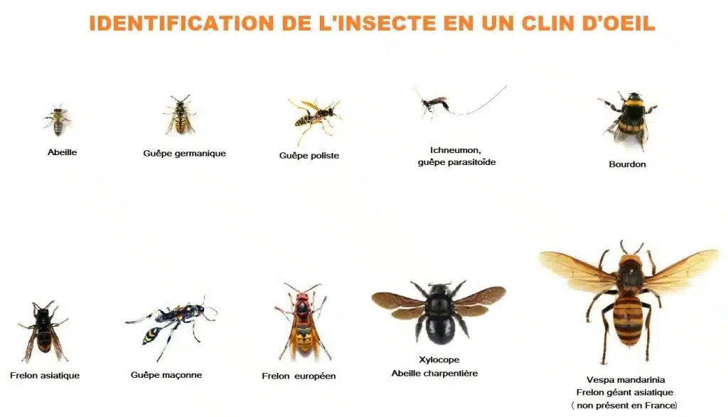 identification des insectes en un coup d'œil