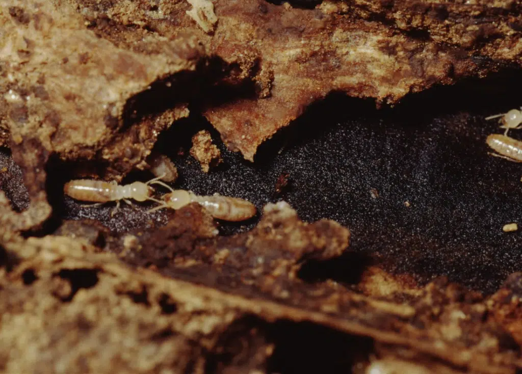 Termites dans du bois pourri (ne pas confondre avec la vrillette du bois)