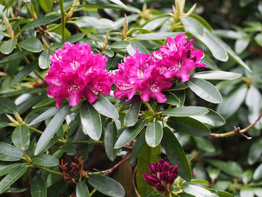 Rhododendron ponticum