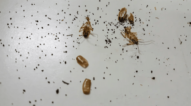 Des cafards morts avec leurs excréments. Caca de cafards.