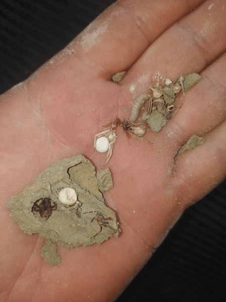Un nid de guêpes maçonnes avec les araignées dans lesquelles elles ont pondu leurs œufs.